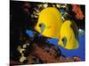 Butterfly Fish-Georgette Douwma-Mounted Photographic Print