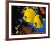 Butterfly Fish-Georgette Douwma-Framed Photographic Print