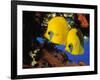 Butterfly Fish-Georgette Douwma-Framed Photographic Print