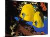 Butterfly Fish-Georgette Douwma-Mounted Photographic Print