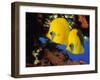 Butterfly Fish-Georgette Douwma-Framed Photographic Print