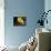 Butterfly Fish-Georgette Douwma-Mounted Photographic Print displayed on a wall