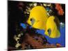 Butterfly Fish-Georgette Douwma-Mounted Photographic Print