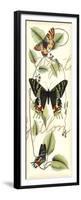 Butterfly Flight II-Vision Studio-Framed Premium Giclee Print