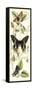 Butterfly Flight II-Vision Studio-Framed Stretched Canvas