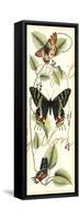 Butterfly Flight II-Vision Studio-Framed Stretched Canvas