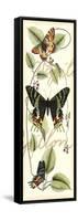 Butterfly Flight II-Vision Studio-Framed Stretched Canvas