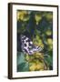 Butterfly, Flower, Colorful, Nature, Spring, Wildlife, Leaf-MURGVI-Framed Photographic Print