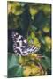 Butterfly, Flower, Colorful, Nature, Spring, Wildlife, Leaf-MURGVI-Mounted Photographic Print