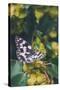 Butterfly, Flower, Colorful, Nature, Spring, Wildlife, Leaf-MURGVI-Stretched Canvas