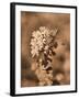 Butterfly Flowers-Julie Fain-Framed Art Print