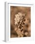 Butterfly Flowers-Julie Fain-Framed Art Print