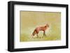 Butterfly Fox-Claire Westwood-Framed Art Print