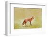 Butterfly Fox-Claire Westwood-Framed Art Print