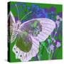 Butterfly Frenzey-Ricki Mountain-Stretched Canvas