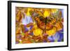 Butterfly Graphium Rydleyanus-Darrell Gulin-Framed Photographic Print