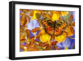 Butterfly Graphium Rydleyanus-Darrell Gulin-Framed Photographic Print