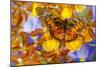 Butterfly Graphium Rydleyanus-Darrell Gulin-Mounted Photographic Print