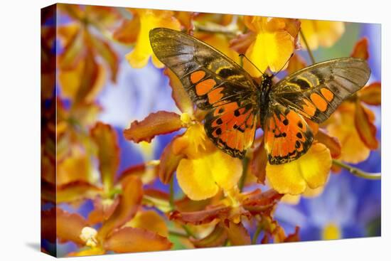 Butterfly Graphium Rydleyanus-Darrell Gulin-Stretched Canvas