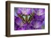 Butterfly Graphium Stresemanni-Darrell Gulin-Framed Photographic Print