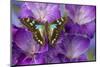 Butterfly Graphium Stresemanni-Darrell Gulin-Mounted Photographic Print