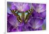 Butterfly Graphium Stresemanni-Darrell Gulin-Framed Photographic Print