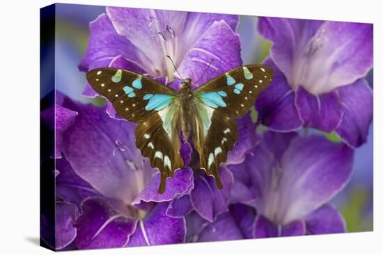 Butterfly Graphium Stresemanni-Darrell Gulin-Stretched Canvas