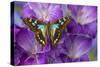 Butterfly Graphium Stresemanni-Darrell Gulin-Stretched Canvas