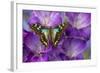 Butterfly Graphium Stresemanni-Darrell Gulin-Framed Photographic Print