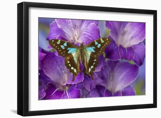 Butterfly Graphium Stresemanni-Darrell Gulin-Framed Photographic Print