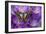 Butterfly Graphium Stresemanni-Darrell Gulin-Framed Photographic Print