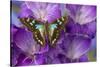 Butterfly Graphium Stresemanni-Darrell Gulin-Stretched Canvas