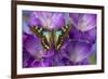 Butterfly Graphium Stresemanni-Darrell Gulin-Framed Photographic Print