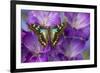 Butterfly Graphium Stresemanni-Darrell Gulin-Framed Photographic Print