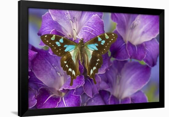 Butterfly Graphium Stresemanni-Darrell Gulin-Framed Photographic Print