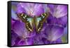 Butterfly Graphium Stresemanni-Darrell Gulin-Framed Stretched Canvas