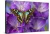 Butterfly Graphium Stresemanni-Darrell Gulin-Stretched Canvas