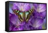 Butterfly Graphium Stresemanni-Darrell Gulin-Framed Stretched Canvas