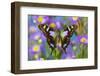 Butterfly Graphium weiski, the purple-spotted Swallowtail on Asters-Darrell Gulin-Framed Photographic Print