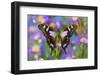 Butterfly Graphium weiski, the purple-spotted Swallowtail on Asters-Darrell Gulin-Framed Photographic Print