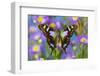 Butterfly Graphium weiski, the purple-spotted Swallowtail on Asters-Darrell Gulin-Framed Photographic Print