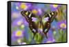 Butterfly Graphium weiski, the purple-spotted Swallowtail on Asters-Darrell Gulin-Framed Stretched Canvas