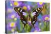Butterfly Graphium weiski, the purple-spotted Swallowtail on Asters-Darrell Gulin-Stretched Canvas