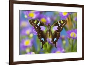 Butterfly Graphium weiski, the purple-spotted Swallowtail on Asters-Darrell Gulin-Framed Photographic Print