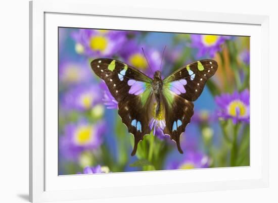 Butterfly Graphium weiski, the purple-spotted Swallowtail on Asters-Darrell Gulin-Framed Photographic Print