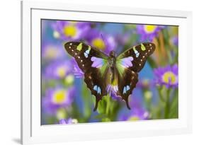 Butterfly Graphium weiski, the purple-spotted Swallowtail on Asters-Darrell Gulin-Framed Photographic Print