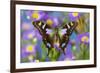 Butterfly Graphium weiski, the purple-spotted Swallowtail on Asters-Darrell Gulin-Framed Photographic Print