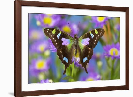 Butterfly Graphium weiski, the purple-spotted Swallowtail on Asters-Darrell Gulin-Framed Photographic Print