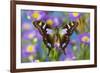 Butterfly Graphium weiski, the purple-spotted Swallowtail on Asters-Darrell Gulin-Framed Photographic Print