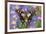 Butterfly Graphium weiski, the purple-spotted Swallowtail on Asters-Darrell Gulin-Framed Photographic Print